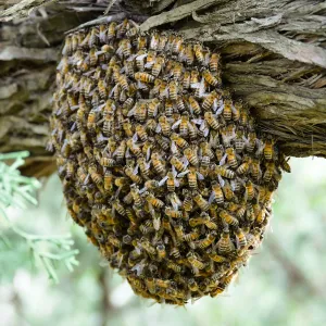 Bee swarm at bottom of meadow