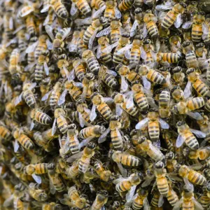 Bee swarm at bottom of meadow