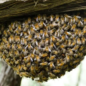 Bee swarm at bottom of meadow