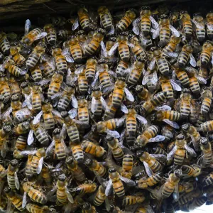 Bee swarm at bottom of meadow