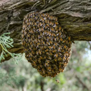 Bee swarm at bottom of meadow