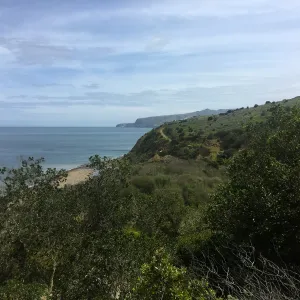 California Botanist Society trip to Santa Cruz Island with Steve Junak