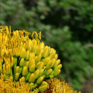 Agave sebastiana