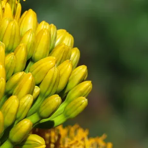 Agave sebastiana