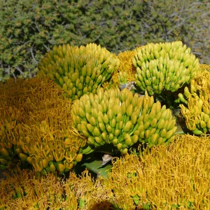 Agave sebastiana