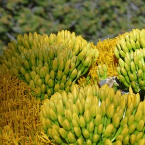 Agave sebastiana