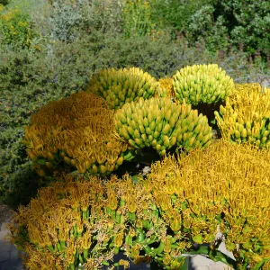 Agave sebastiana