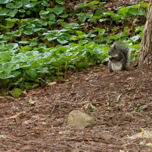 Squirrel in Redwood Section
