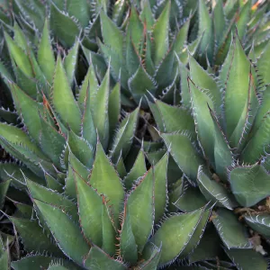 Shaw's Agave