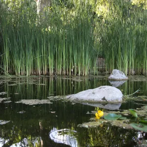 Pond, Narrowleaf Cattails