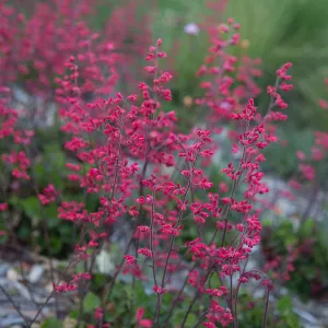 Heuchera
