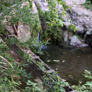 Trees below Mission Dam