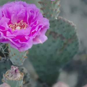Prickly pear flower