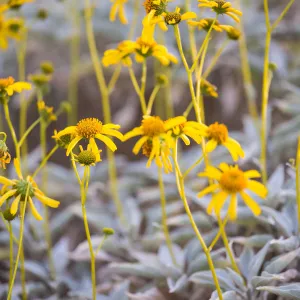 Brittlebrush, Encelia farinosa