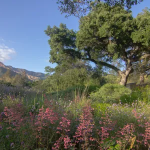 Heuchera and Meadow