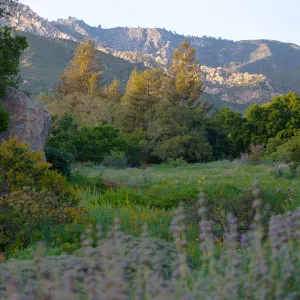 Meadow