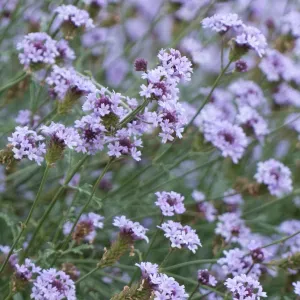 Verbena de la Mina