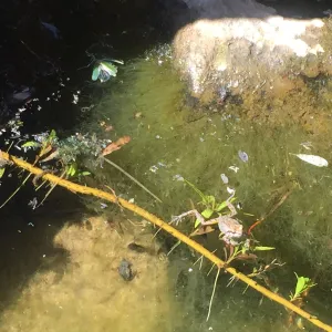 Santa Cruz Island Trip, Frog in pool of water