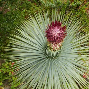Our Lord's Candle - Hesperoyucca whipplei infloresence