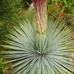 Our Lord's Candle - Hesperoyucca whipplei infloresence