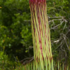 Our Lord's Candle - Hesperoyucca whipplei infloresence