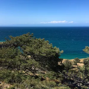 Santa Rosa Island Trip, Santa Rosa Island Torrey Pine (Pinus torreyana ssp. Insularis)