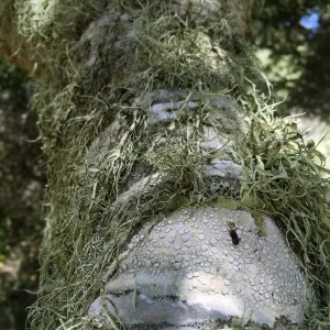 Santa Rosa Island Trip, Lichen on tree