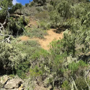 Santa Rosa Island Trip, lichen on trees in Lobo Canyon