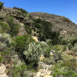 Santa Rosa Island Trip, lichen on trees in Lobo Canyon