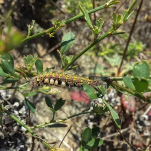 Santa Rosa Island Trip, Tussock moth caterpillar