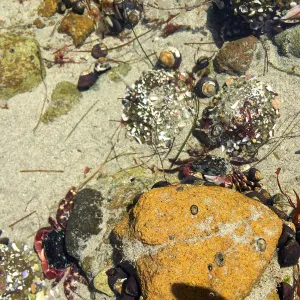 Santa Rosa Island Trip, Crab in tidepool