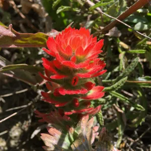 Santa Rosa Island Trip, Indian Paintbrush