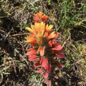 Santa Rosa Island Trip, Indian Paintbrush