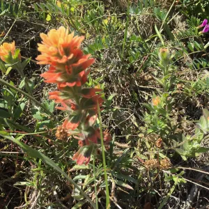 Santa Rosa Island Trip, Indian Paintbrush