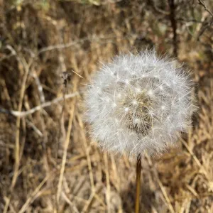 Santa Rosa Island Trip, Malacothrix