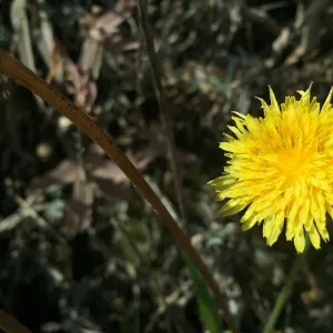 Santa Rosa Island Trip, Malacothrix