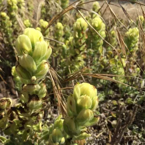 Santa Rosa Island Trip, Soft Leaved Indian Paintbrush (Castilleja mollis)
