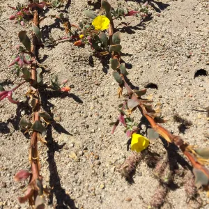 Santa Rosa Island Trip, Beach evening-primrose (Camissoniopsis cheiranthifolia)