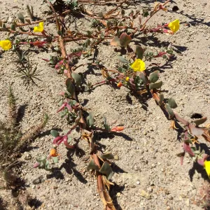 Santa Rosa Island Trip, Beach evening-primrose (Camissoniopsis cheiranthifolia)