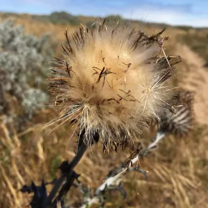 Santa Rosa Island Trip, Cobweb thistle (Cirsium occidentale)