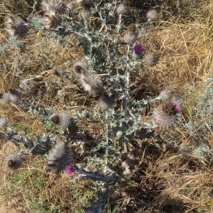 Santa Rosa Island Trip, Cobweb thistle (Cirsium occidentale)