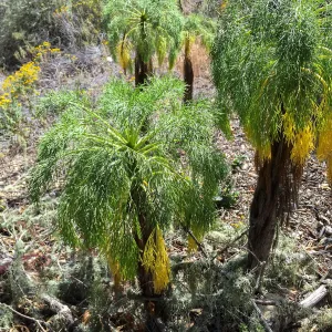 Santa Rosa Island Trip, Giant Coreopsis (Leptosyne gigantea) in Lobo Canyon