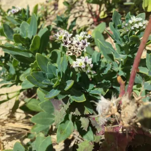 Santa Rosa Island Trip, Heliotrope (Heliotropium curassavicum)