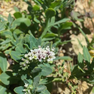 Santa Rosa Island Trip, Heliotrope (Heliotropium curassavicum)
