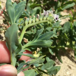 Santa Rosa Island Trip, Heliotrope (Heliotropium curassavicum)