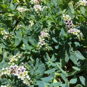 Santa Rosa Island Trip, Heliotrope (Heliotropium curassavicum)