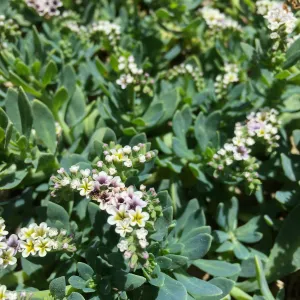 Santa Rosa Island Trip, Heliotrope (Heliotropium curassavicum)