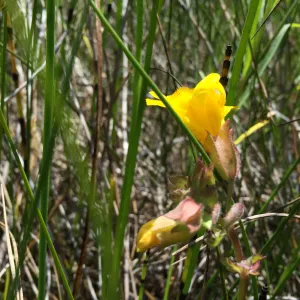 Santa Rosa Island Trip, Seep Monkey Flower (Mimulus guttatus)