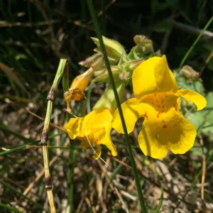 Santa Rosa Island Trip, Seep Monkey Flower (Mimulus guttatus)