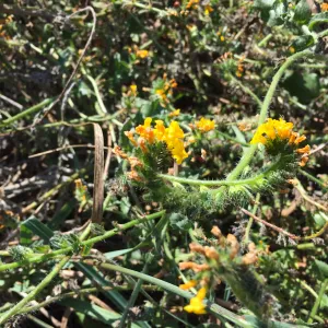 Santa Rosa Island Trip, Seaside fiddleneck (Amsinckia spectabilis)